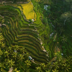 Impuesto turístico de Bali - toma aérea de las colinas de arroz rodeadas de verdes y árboles