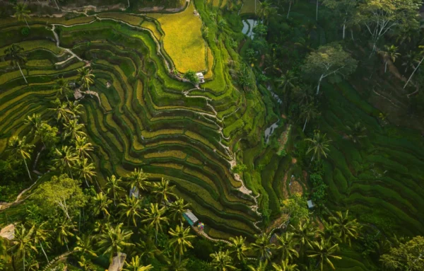 Bali tourist tax - aerial shot of the rice hills surrounded by greens and trees